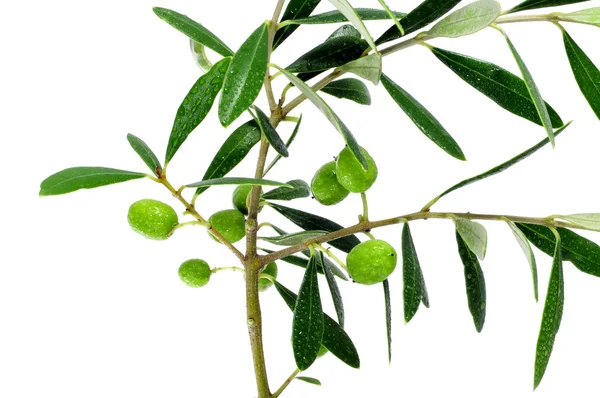 Оливкова гілка — стокове фото