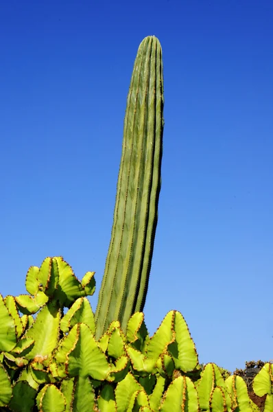 Landschap van cactus — Stockfoto