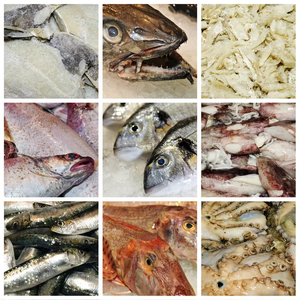Seafood collage — Stock Photo, Image