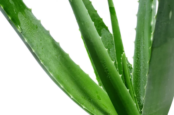Aloe vera — Photo