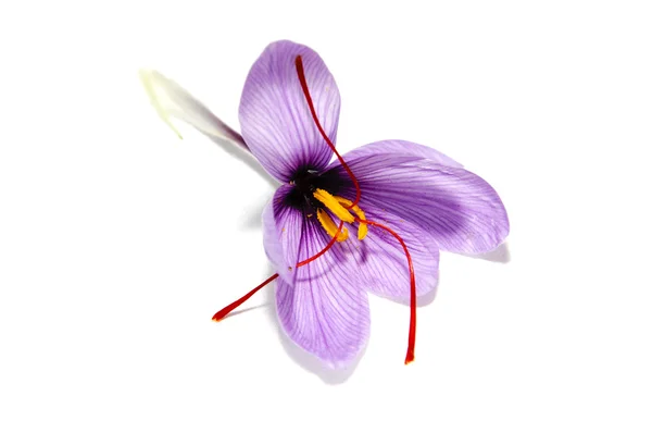 Fleur de safran — Photo