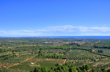 Olive groves in Costa Daurada, Spain clipart