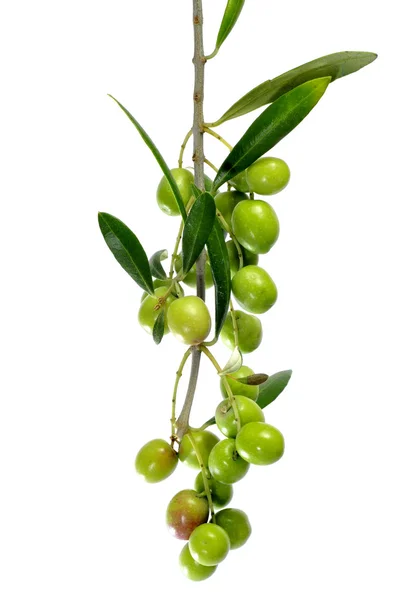 Olive branch — Stockfoto