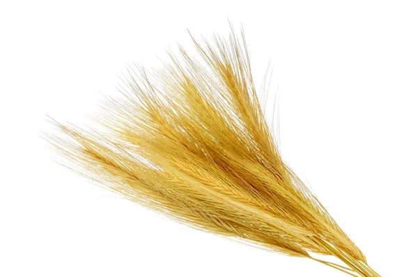 Barley spikes — Fotografie, imagine de stoc