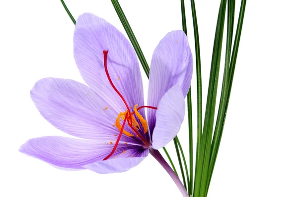 Szafran kwiat — Zdjęcie stockowe
