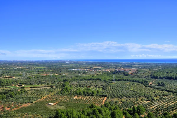Olive groves in Costa Daurada, Spain — Stock Photo, Image