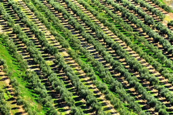 Gajów oliwnych w miejscowości mont-roig del camp, Hiszpania — Zdjęcie stockowe