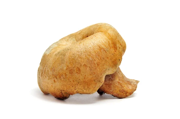 Un rovellón, típico hongo otoñal de España —  Fotos de Stock