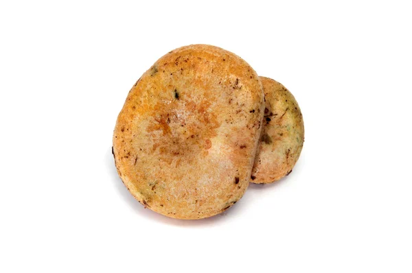Um rovellon, típico cogumelo de outono da Espanha — Fotografia de Stock