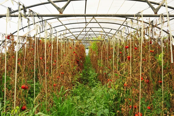 Plantes de tomates dans une serre — Photo