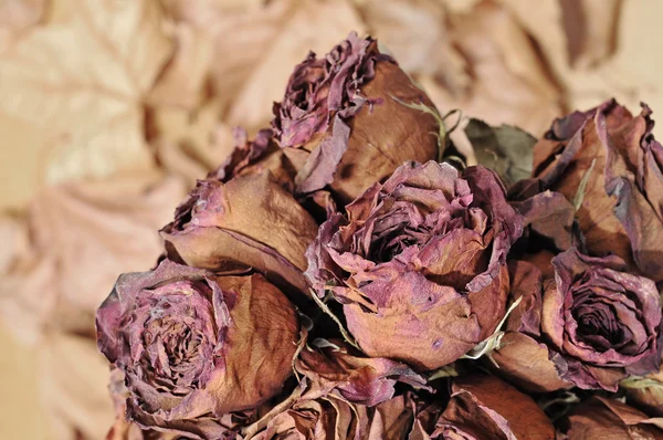 Rosas secas — Fotografia de Stock