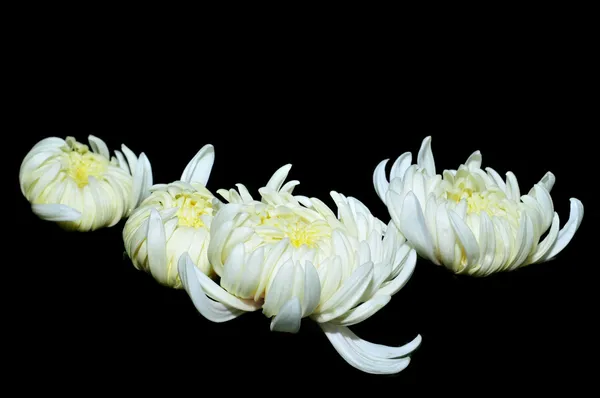 Chrysanths — Stok fotoğraf