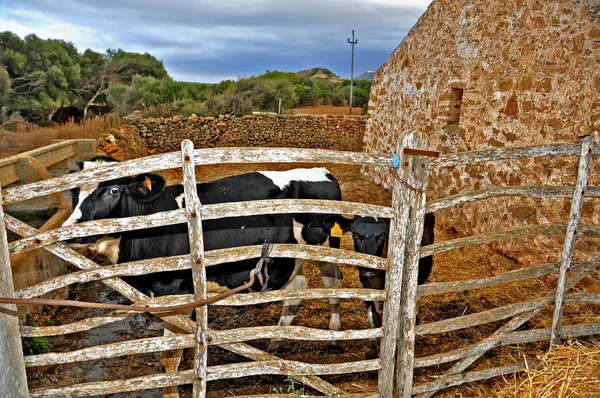 Vaci într-o fermă din Menorca, Insulele Baleare, Spania — Fotografie, imagine de stoc