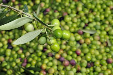 Olives harvesting clipart