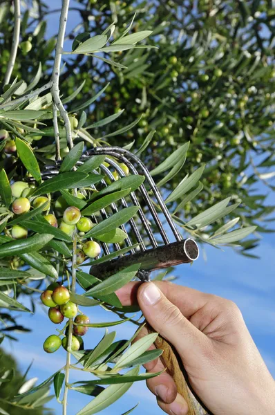 Olives harvesting — Stock Photo, Image