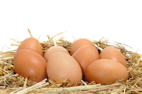 Yumurtalar — Stok fotoğraf