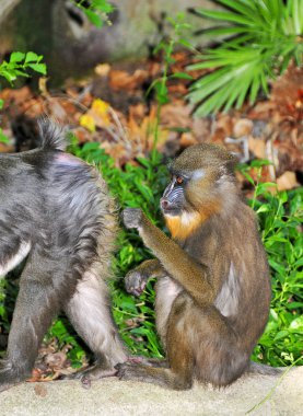 mangabey gri yanaklı