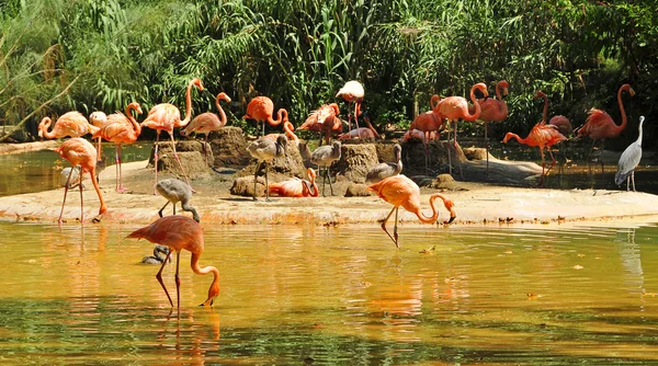 Şili flamingos — Stok fotoğraf
