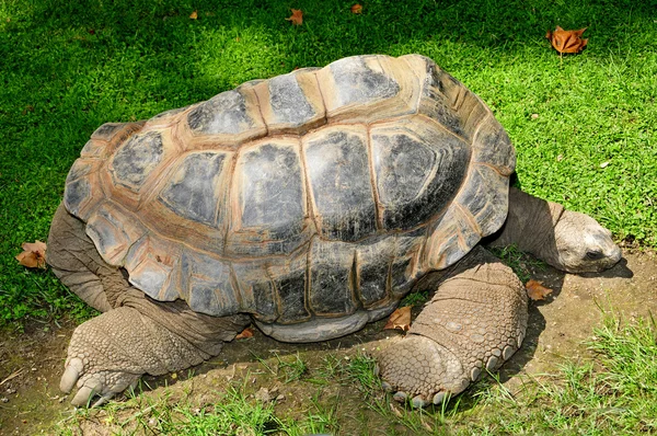 Hermann'ın kaplumbağa — Stok fotoğraf