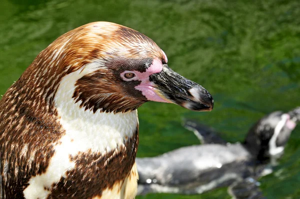Humboldt πιγκουίνος — Φωτογραφία Αρχείου