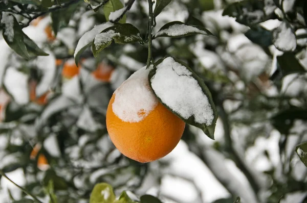 Дерева snowy помаранчевий — стокове фото