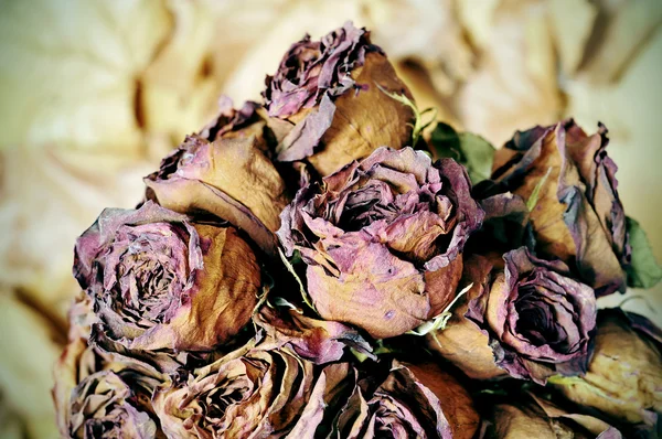 Gedroogde rozen — Stockfoto