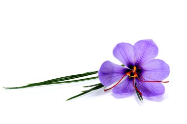 Saffron flower clipart