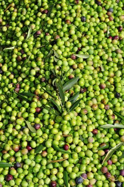 Olives harvesting clipart