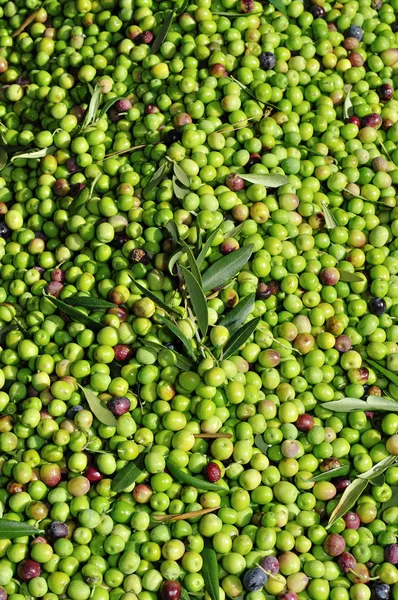 Pozyskiwanie oliwek — Zdjęcie stockowe