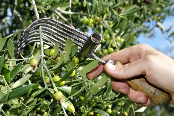 Upptagning av oliver — Stockfoto