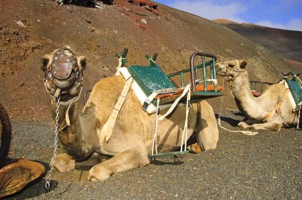 Camelos em Lanzarote — Fotografia de Stock