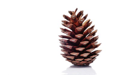 Pine cone clipart