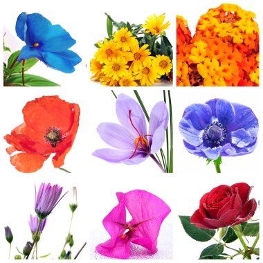 Flowers collage clipart