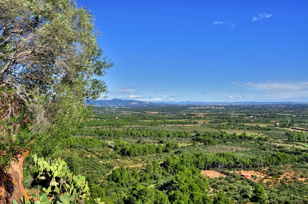 Olivlundar i costa Dorada, Spanien — Stockfoto