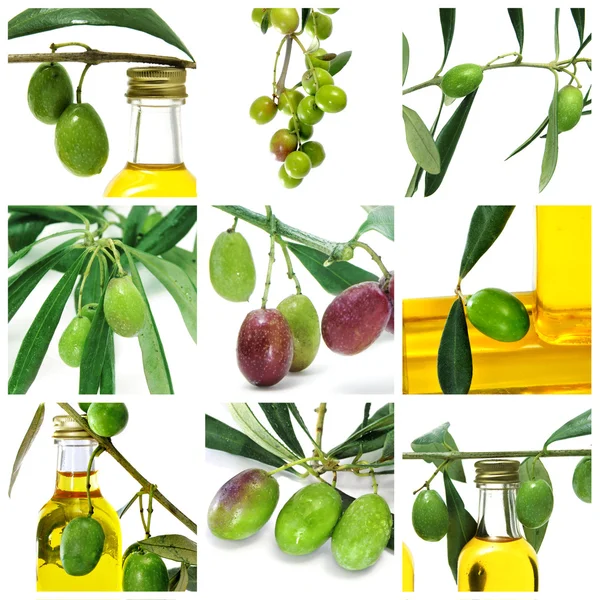 Olive oil collage — Stock Photo, Image