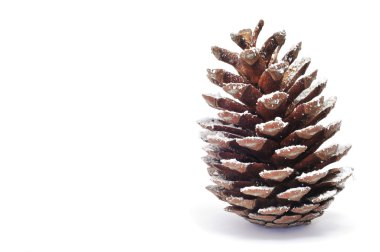 Pine cone clipart