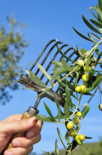 Upptagning av oliver — Stockfoto