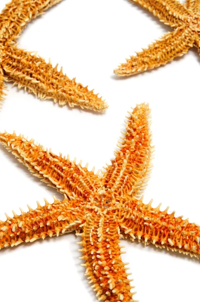 Starfishes — Stok fotoğraf