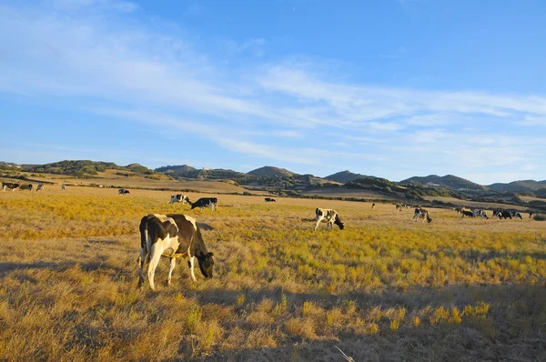 Krowy na pastwisku w wakacje, Majorka, Hiszpania — Zdjęcie stockowe