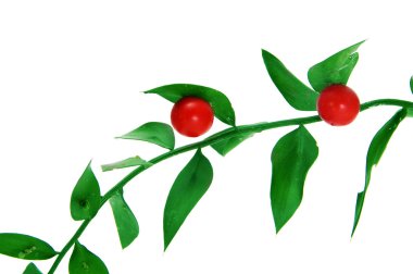 A branch of Butcher's broom isolated on a white background clipart