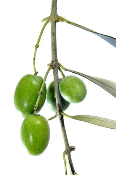 Rama de olivo — Foto de Stock