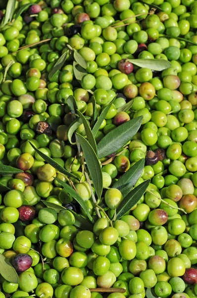 Récolte des olives — Photo