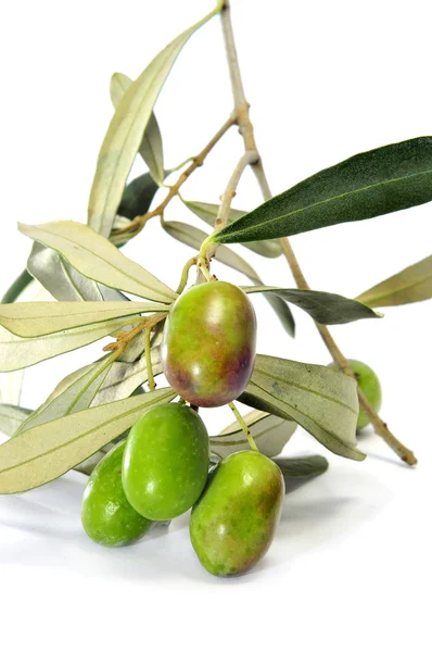 Rama de olivo —  Fotos de Stock