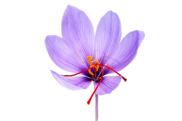 Flor de azafrán — Foto de Stock