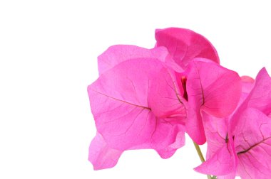 Bougainville pink flowers on a white background clipart