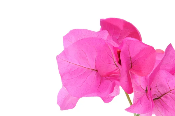 Bougainville Rosa Blüten Auf Weißem Hintergrund — Stockfoto