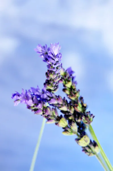 Lavender Flowers Blue Sky Background — Stock Photo, Image