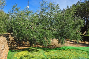 Olives harvesting clipart