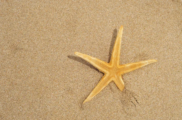 Ένα Αστερίες Πάνω Στην Άμμο Της Παραλίας — Φωτογραφία Αρχείου