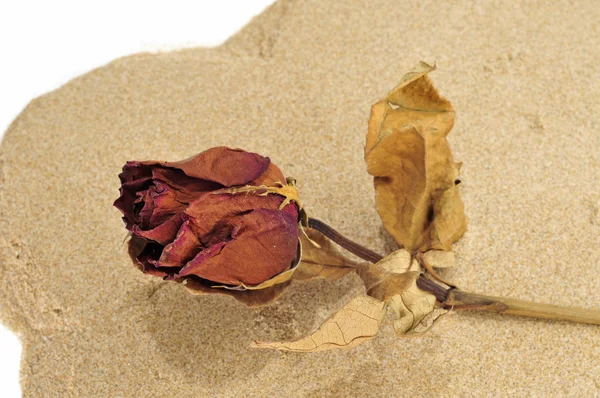 Rosa seca — Foto de Stock